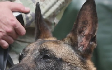 Military Working Dogs support Dogface Soldiers during shoot house training