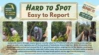 Pythons: Hard to Spot - Easy to Report