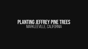 Jeffrey Pine Reforestation: Tamarack Fire Burn Area