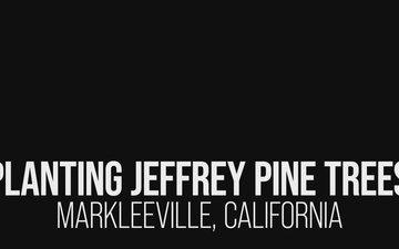 Jeffrey Pine Reforestation: Tamarack Fire Burn Area