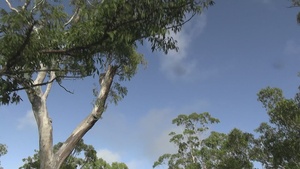 B-Roll: Wallaby Walk 26: U.S. Marines, ADF soldiers defuse a simulated MK-82 bomb