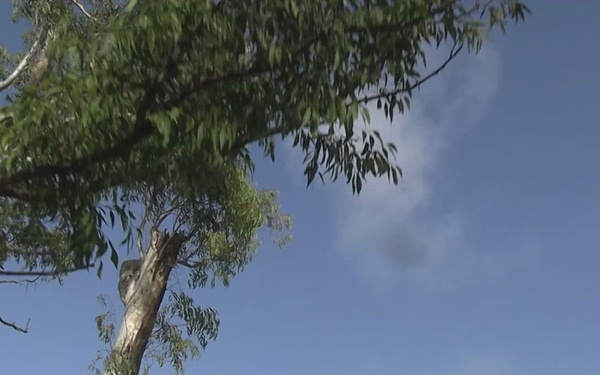 B-Roll: Wallaby Walk 26: U.S. Marines, ADF soldiers defuse a simulated MK-82 bomb