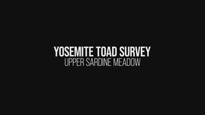Yosemite Toad Survey