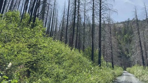 Caldor Fire Burn Scar (B-Roll)