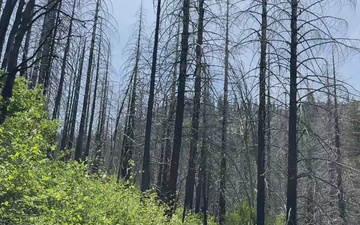 Caldor Fire Burn Scar (B-Roll)
