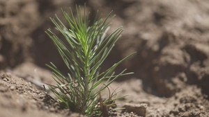 Eldorado National Forest Post-Fire Reforestation (B-Roll)