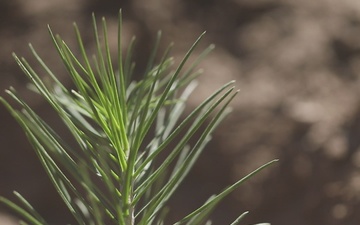 Eldorado National Forest Post-Fire Reforestation (B-Roll)
