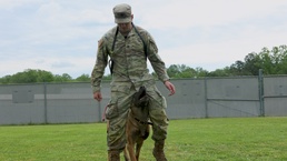 Going off leash: K-9 York Award-winning military working dog to retire at Fort Knox