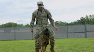 Going off leash: K-9 York Award-winning military working dog to retire at Fort Knox
