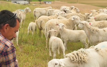 Farmer with sheep
