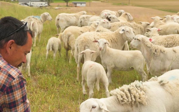 Farmer with sheep