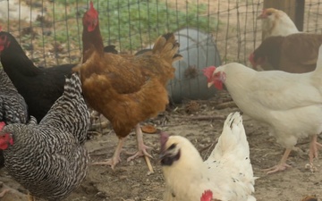 Idaho Chickens