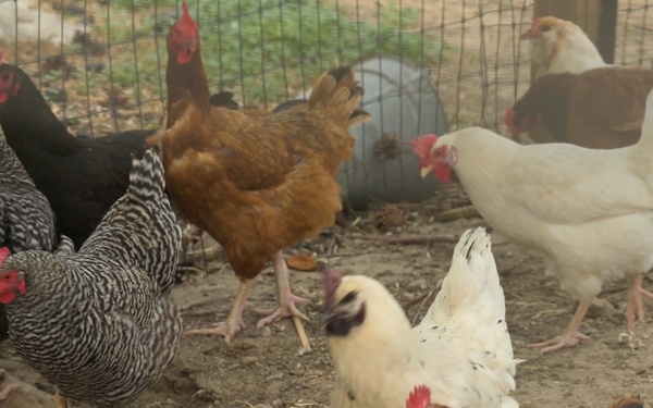 Idaho Chickens