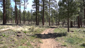 4FRI Avian Monitoring Research (B-Roll)