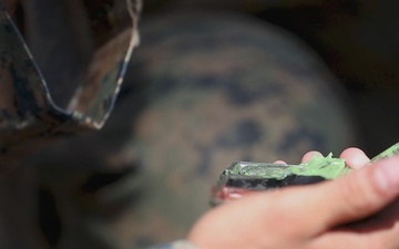 3rd Littoral Combat Team Marines Conduct Small-Unit Training in the Philippines