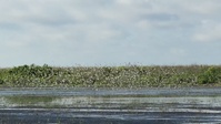 Lake Okeechobee wildlife