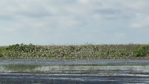 Lake Okeechobee wildlife