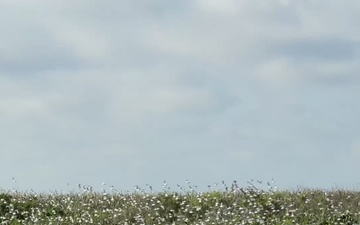 Lake Okeechobee wildlife