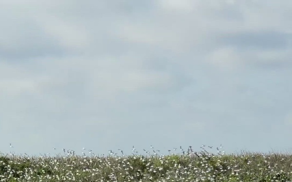 Lake Okeechobee wildlife