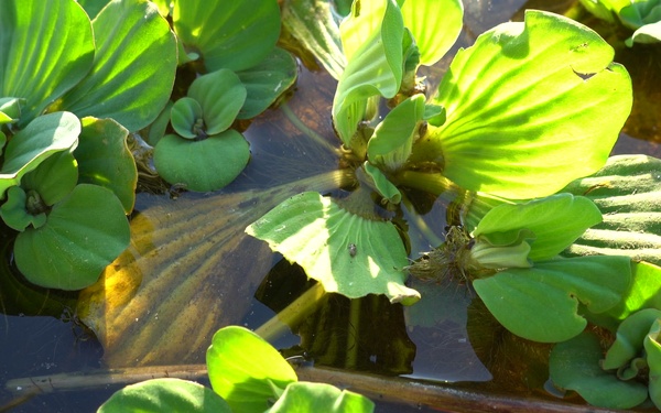 Water Hyacinth on Lake Okeechobee Mechanical Harvest