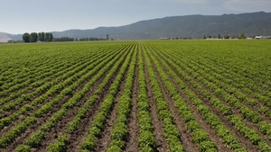 Package: Aerial of Oregon Potato Fields