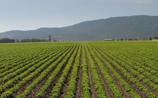 Package: Aerial of Oregon Potato Fields