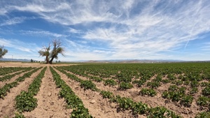 Timelapse of Oregon Potato Field