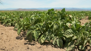 Package: Oregon Potato Field