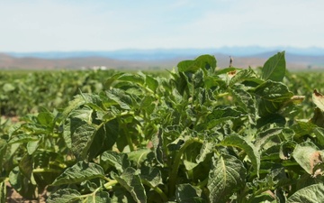 Package: Oregon Potato Field