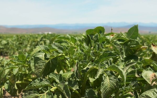 Package: Oregon Potato Field
