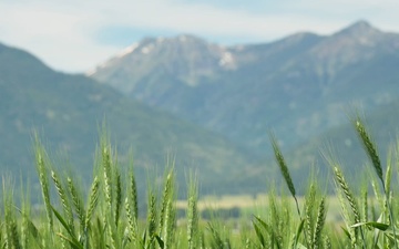 Package: Oregon Wheat Field