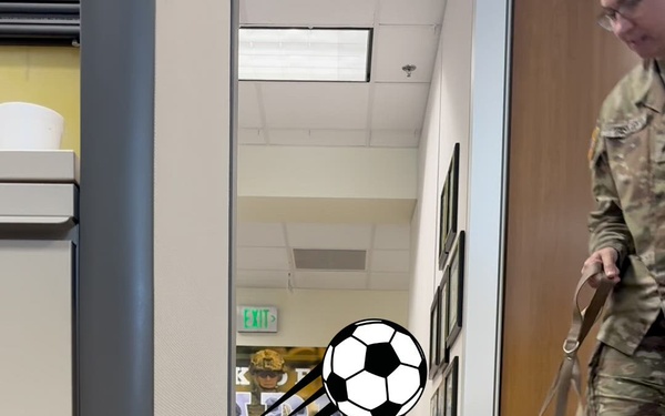 Rocky learns the rules to soccer