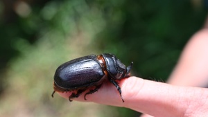 140th Civil Engineering Squadron learn about Coconut Rhinoceros Beetle at Bellows Air Force Station