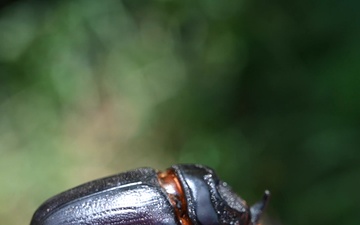 140th Civil Engineering Squadron learn about Coconut Rhinoceros Beetle at Bellows Air Force Station