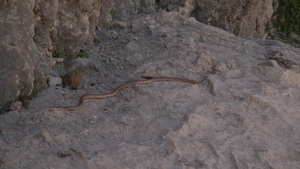 Hanging Lake Trail Reopening: Wildlife B-Roll