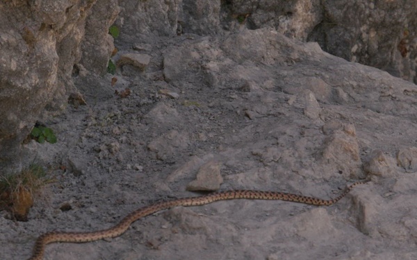 Hanging Lake Trail Reopening: Wildlife B-Roll