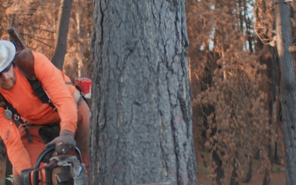 Boise National Forest Sawyers Remove Hazard Trees (B-Roll)