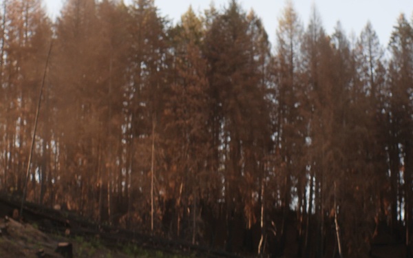 Boise National Forest Post-Fire Logging Operations (B-Roll)