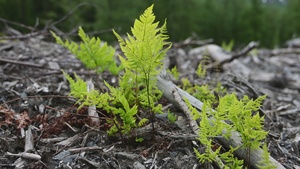 Resurrection Creek Restoration Project on Chugach National Forest (B-Roll)