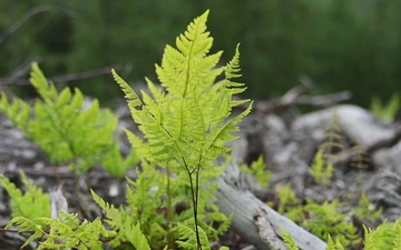 Resurrection Creek Restoration Project on Chugach National Forest (B-Roll)