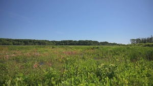 Mentor Marsh Flowering Rush Treatment
