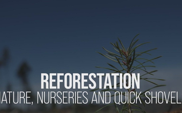 Reforestation: Nature and Nurseries