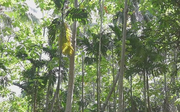 Operation Render Safe 26: U.S. Marines, ADF, PNG forces search for unexploded ordnance