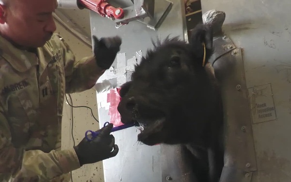 Exercise High Plains Thunder- training with cows