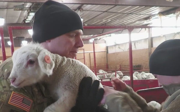 Exercise High Plains Thunder- training with sheep