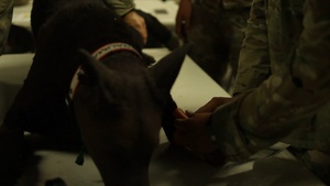 Military Working Dog TCCC