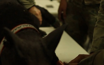 Military Working Dog TCCC