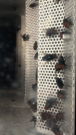 Texas Military Department: New World Screwworm Aerial Dispersal Operations Highlight Reel