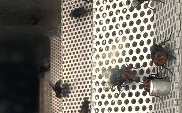 Texas Military Department: New World Screwworm Aerial Dispersal Operations Highlight Reel