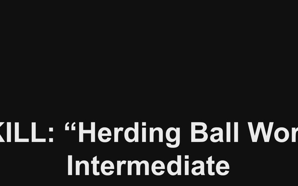 Herding Ball Work - beginner